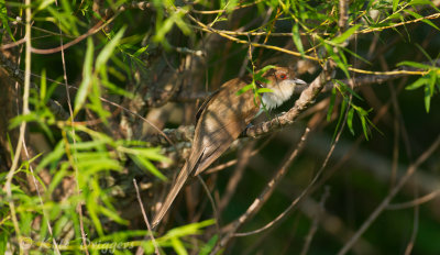Black-billed Cuckoo