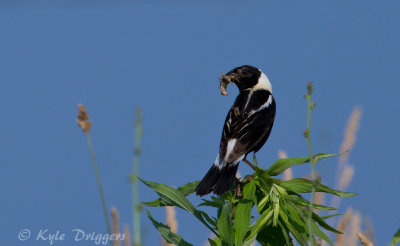Bobolink