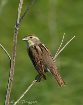 Dickcissel