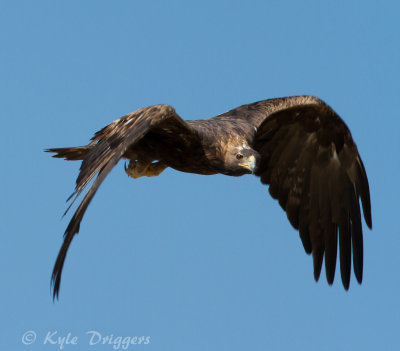 Golden Eagle