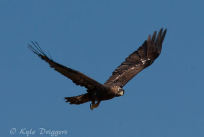 Golden Eagle