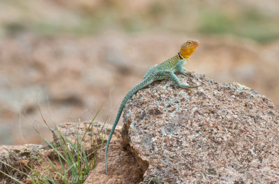 Collared Lizard