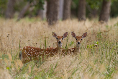 White-tailed Deer