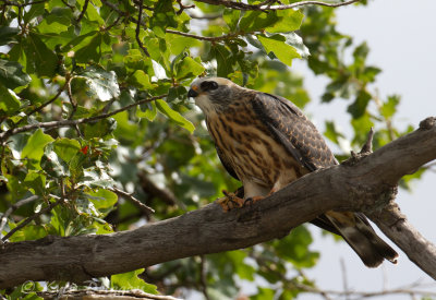 Mississippi Kite