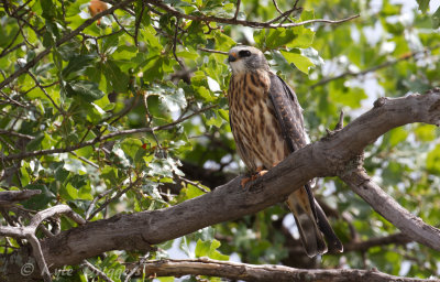 Mississippi Kite
