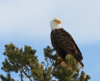 Bald Eagle