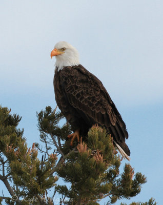 Bald Eagle