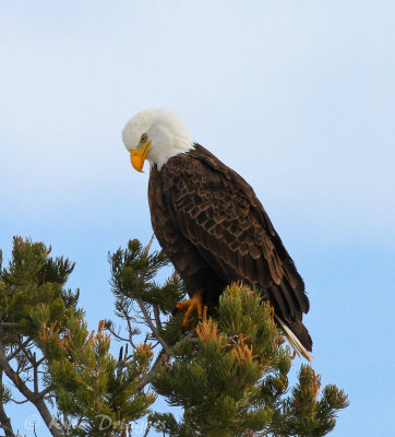 Bald Eagle