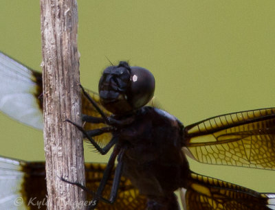 Widow Skimmer