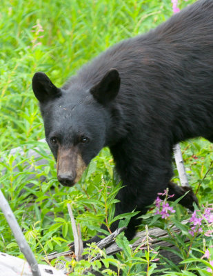 Black Bear