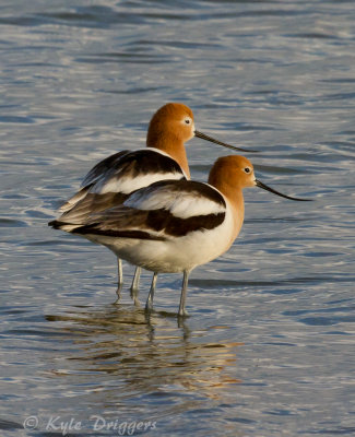 American Avocet