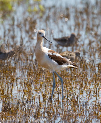American Avocet