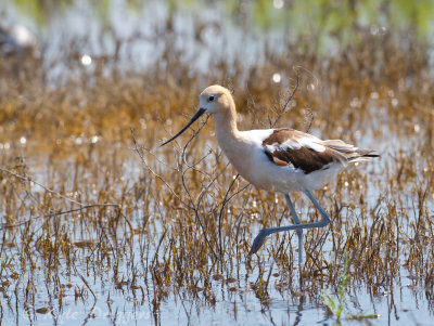 American Avocet