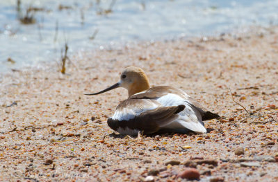American Avocet
