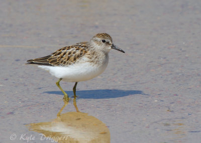 Least Sandpiper
