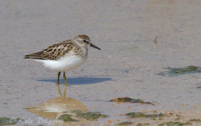 Least Sandpiper