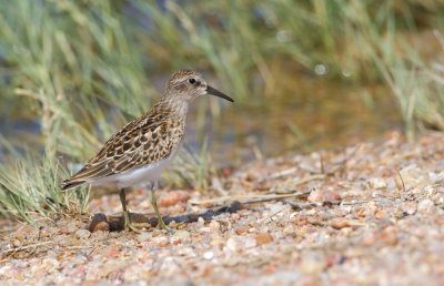 Least Sandpiper