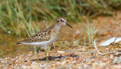 Least Sandpiper