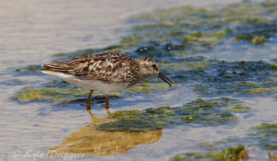 Least Sandpiper