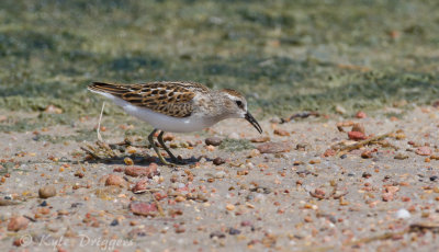 Least Sandpiper