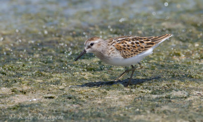 Least Sandpiper
