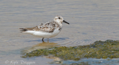 Sanderling