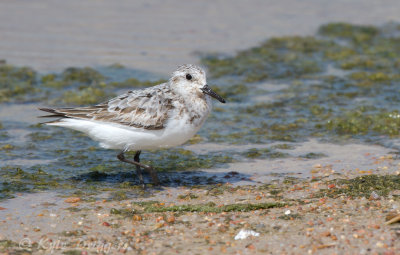 Sanderling