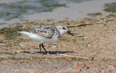 Sanderling