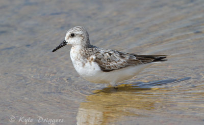 Sanderling