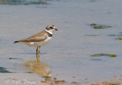 Semipalmated Plover