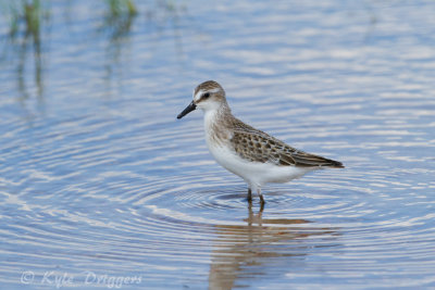 Semipalmated Sandpiper