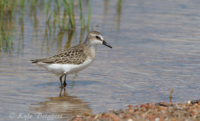 Semipalmated Sandpiper