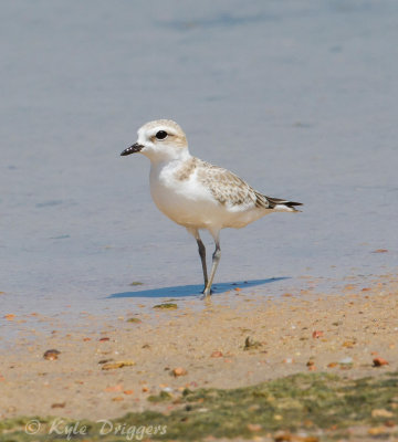 Snowy Plover