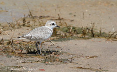 Snowy Plover
