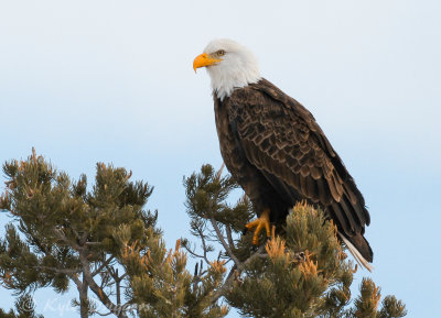Bald Eagle