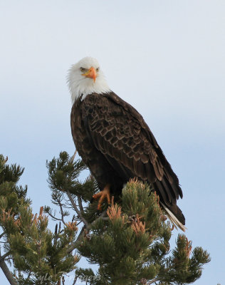 Bald Eagle