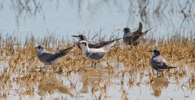 Black Terns
