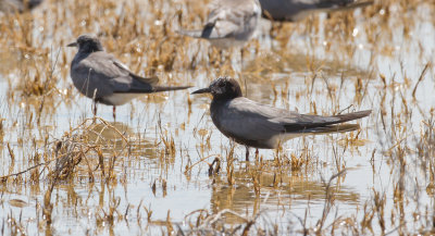 Black Terns