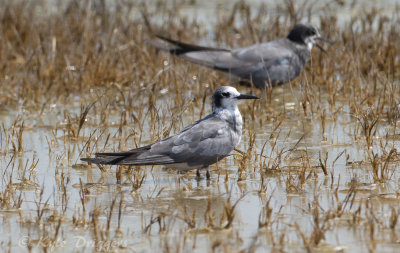 Black Terns