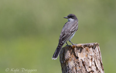 Eastern Kingbird