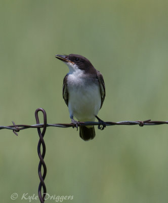 Eastern Kingbird