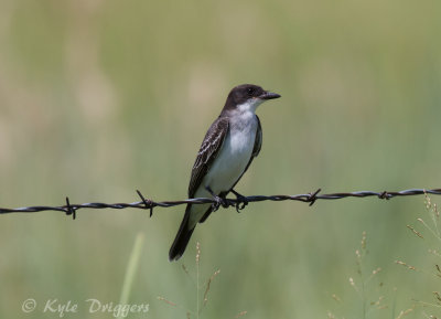 Eastern Kingbird