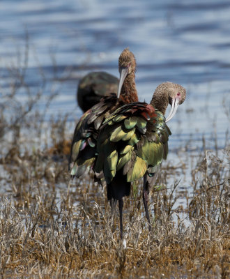 White-faced Ibis