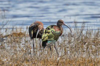 quivira_nwr