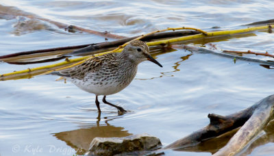 White-rumped Sandpiper