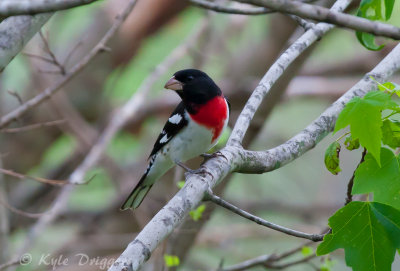Rose-breasted Grosbeak