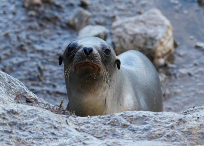 Marine mammals
