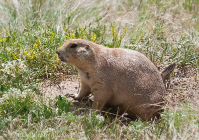Black-tailed Prairie Dog