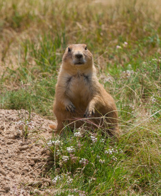 Black-tailed Prairie Dog
