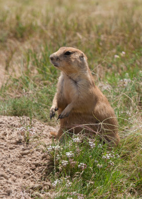 Black-tailed Prairie Dog